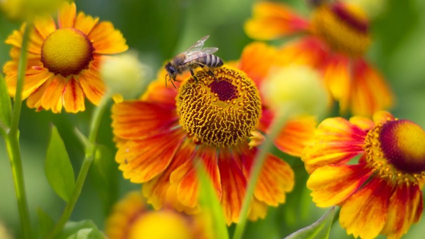  هل لدغات النحل والدبابير خطرة؟ عالم سويدي يوضح